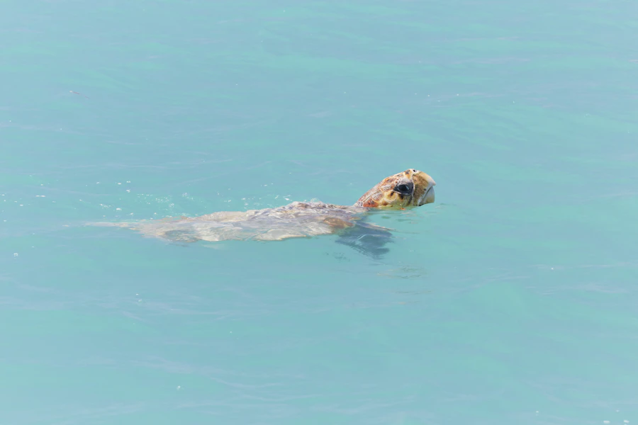 Shark Bay turtle